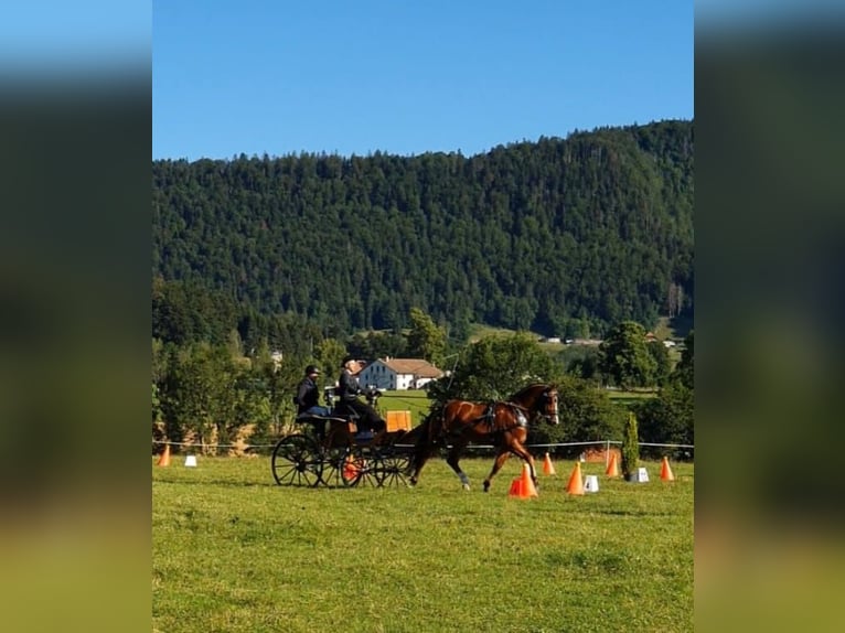 Franches-Montagnes Étalon 6 Ans 156 cm Bai in Mont-Crosin