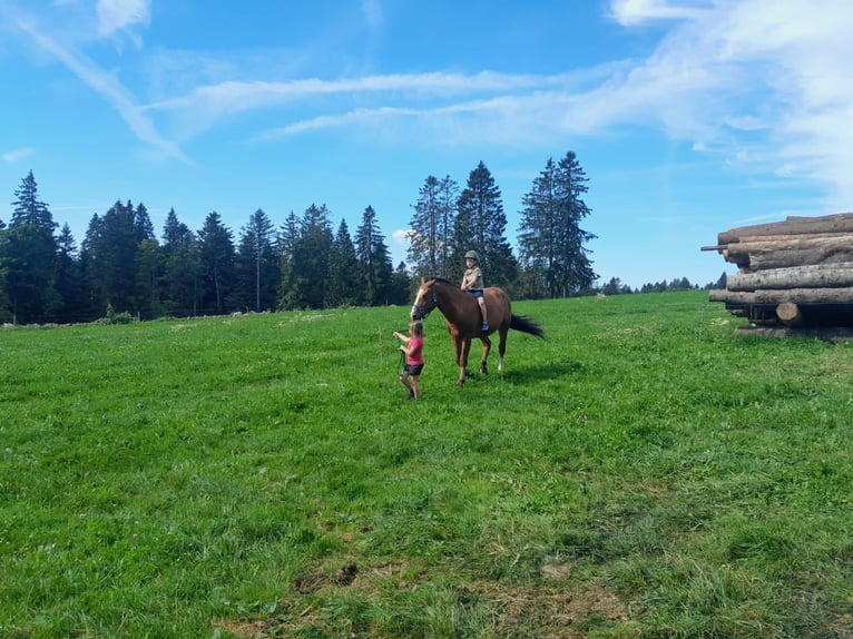 Franches-Montagnes Étalon 6 Ans 156 cm Bai in Mont-Crosin