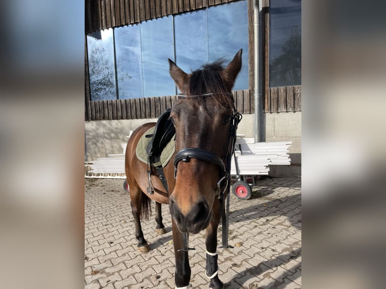 Franches-Montagnes Étalon 6 Ans 162 cm Bai in Inzlingen