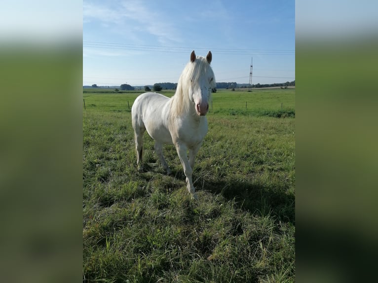 Franches-Montagnes Étalon 7 Ans 160 cm Blanc in Rostock