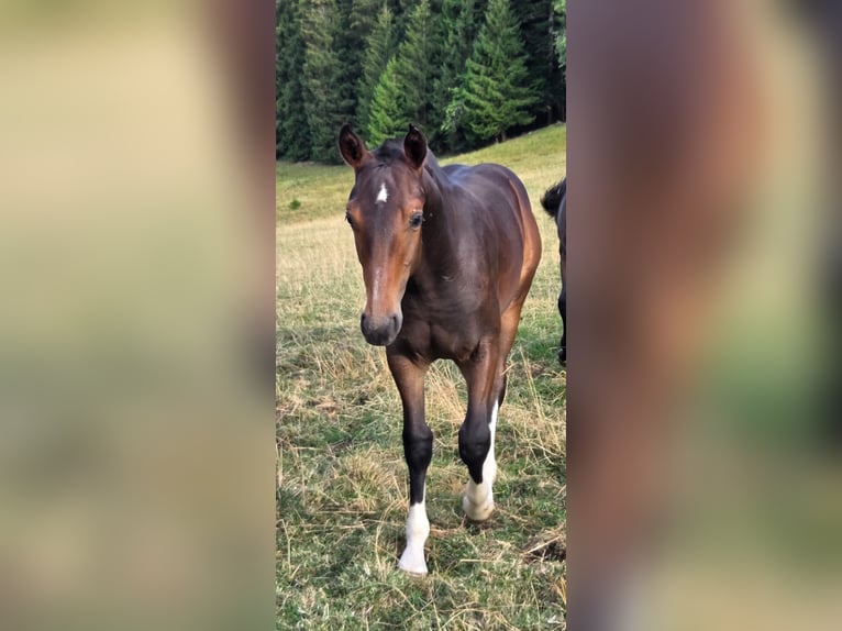 Franches-Montagnes Étalon Poulain (04/2026) 155 cm Bai brun in Montfavergier