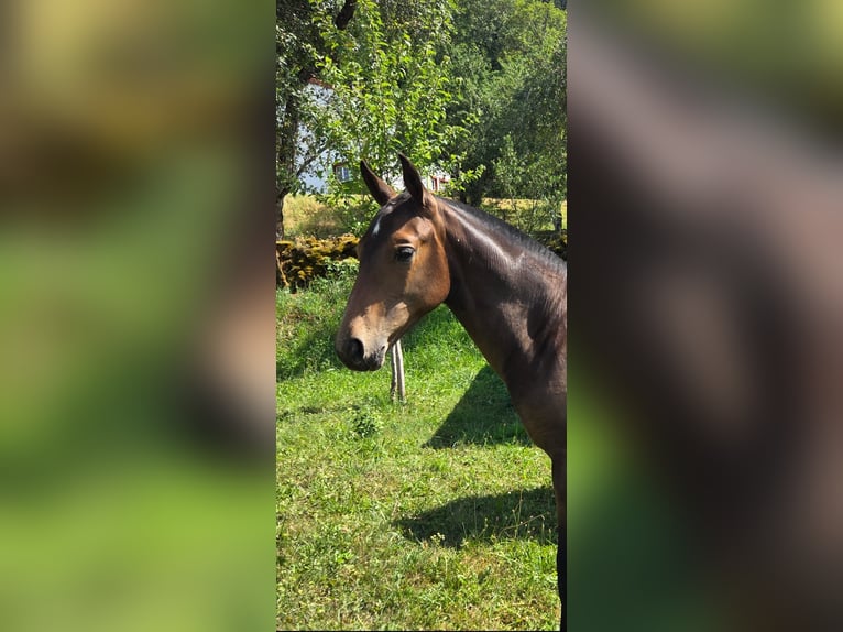 Franches-Montagnes Étalon Poulain (04/2026) 155 cm Bai brun in Montfavergier