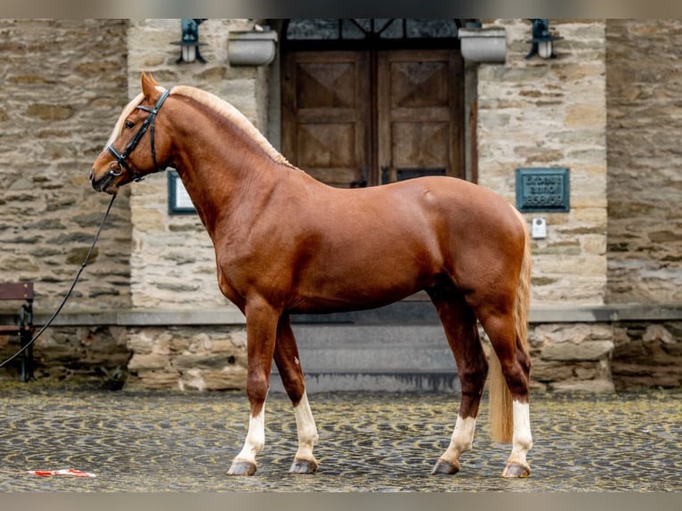 Franches-Montagnes Étalon Poulain (04/2025) 155 cm Bai in Wissen