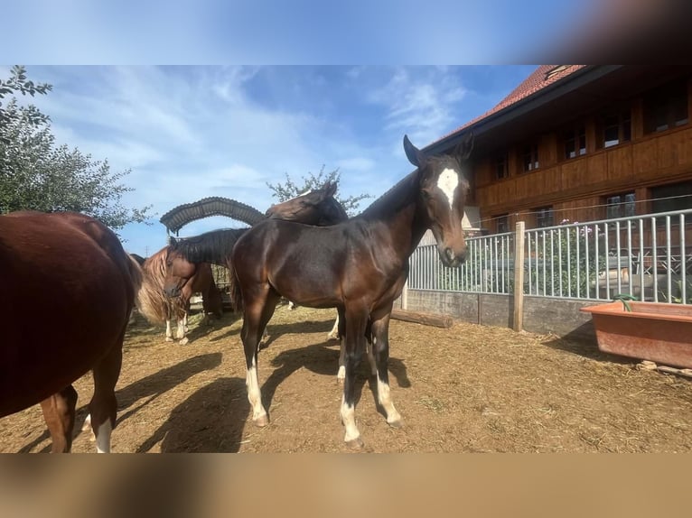 Franches-Montagnes Étalon Poulain (03/2026) 156 cm Bai brun in Romont FR