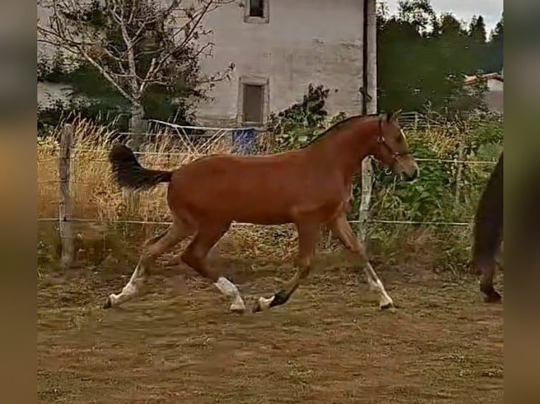 Franches-Montagnes Étalon Poulain (03/2026) 157 cm Bai in Le Bemont