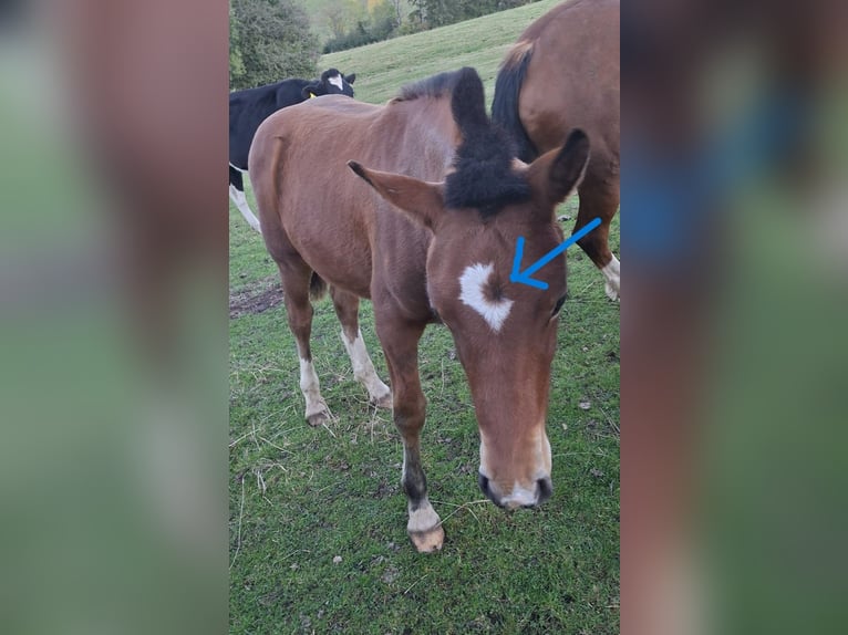 Franches-Montagnes Étalon Poulain (03/2026) 157 cm Bai in Le Bemont
