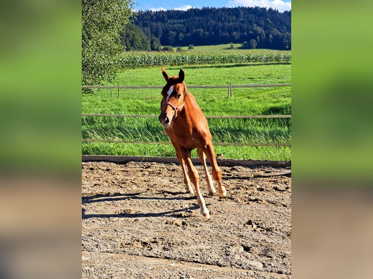 Franches-Montagnes Étalon Poulain (04/2024) Alezan in Kottwil