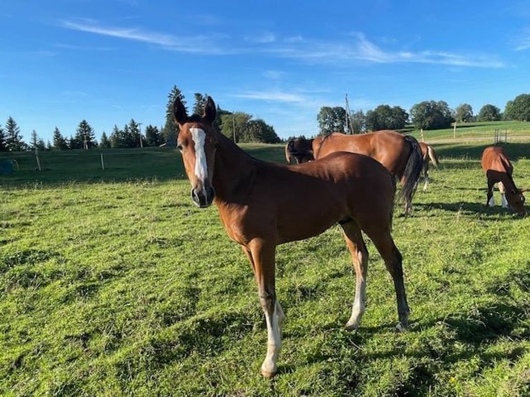 Franches-Montagnes Étalon Poulain (04/2024) Bai in Muriaux