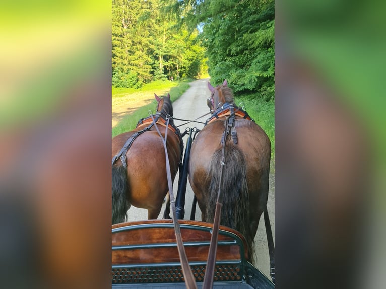 Franches-Montagnes Hongre 10 Ans 152 cm Bai in Aystetten