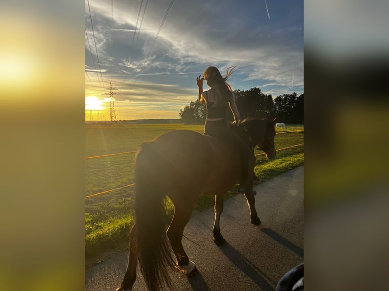 Franches-Montagnes Croisé Hongre 10 Ans 158 cm Bai in Bad Mergentheim