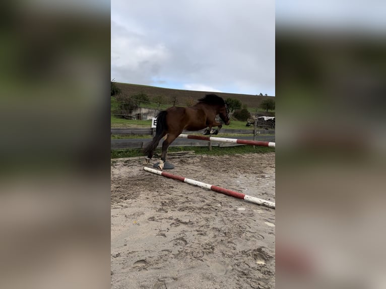 Franches-Montagnes Croisé Hongre 10 Ans 158 cm Bai in Bad Mergentheim