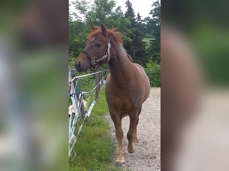 Franches-Montagnes Hongre 10 Ans 159 cm Alezan brûlé in Märwil