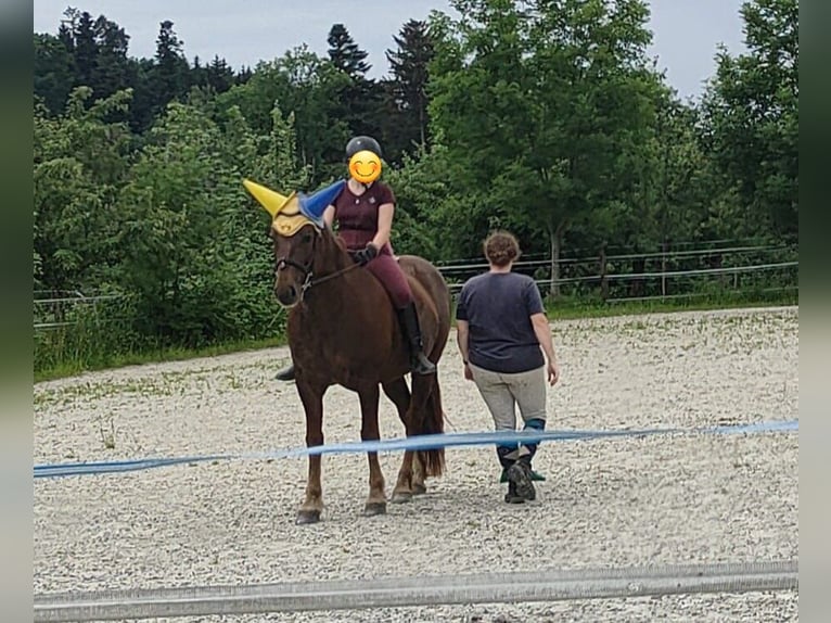 Franches-Montagnes Hongre 10 Ans 159 cm Alezan brûlé in Märwil