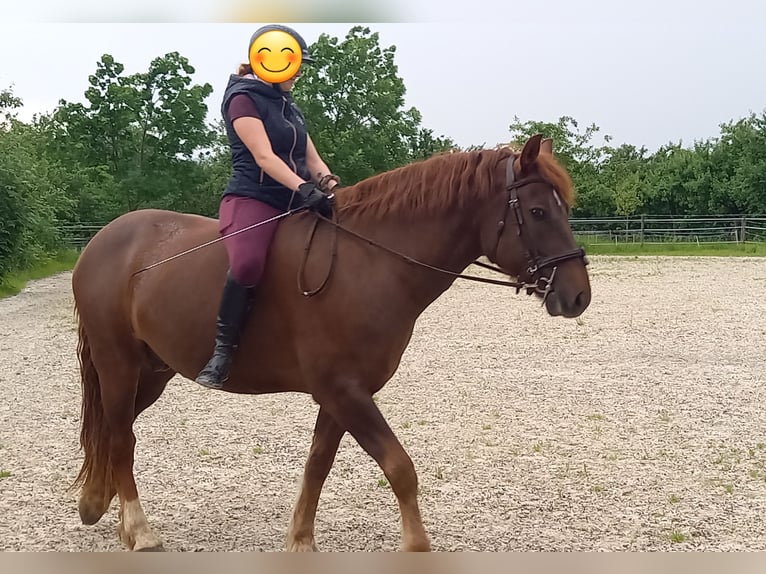 Franches-Montagnes Hongre 10 Ans 159 cm Alezan brûlé in Märwil