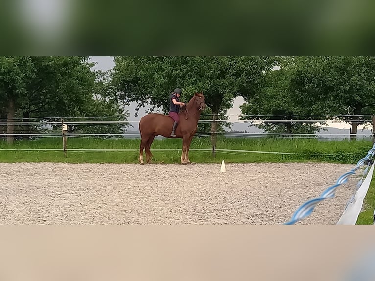 Franches-Montagnes Hongre 10 Ans 159 cm Alezan brûlé in Märwil