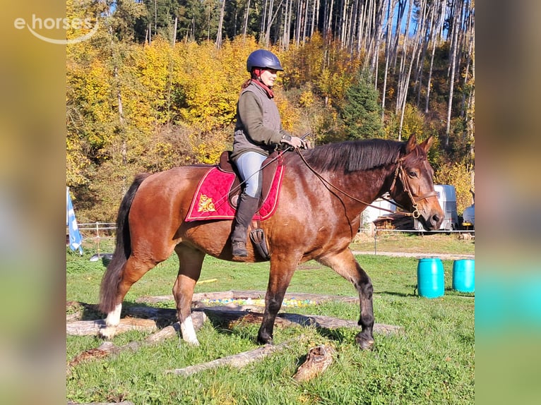 Franches-Montagnes Hongre 10 Ans 160 cm Bai in Bayerbach