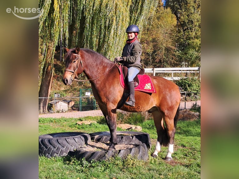 Franches-Montagnes Hongre 10 Ans 160 cm Bai in Bayerbach