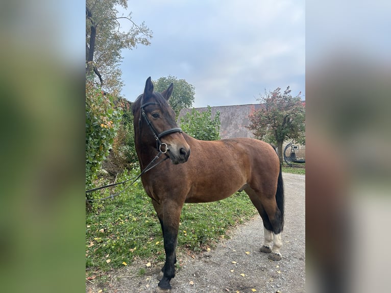 Franches-Montagnes Hongre 10 Ans 163 cm Bai in Mosbach
