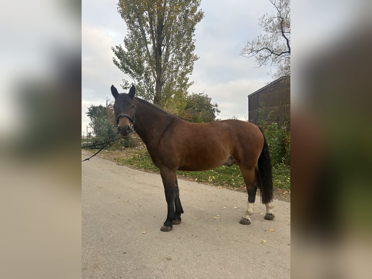 Franches-Montagnes Hongre 10 Ans 163 cm Bai in Mosbach