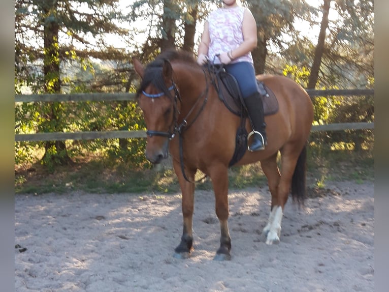 Franches-Montagnes Hongre 10 Ans 165 cm Bai in Birkenfeld