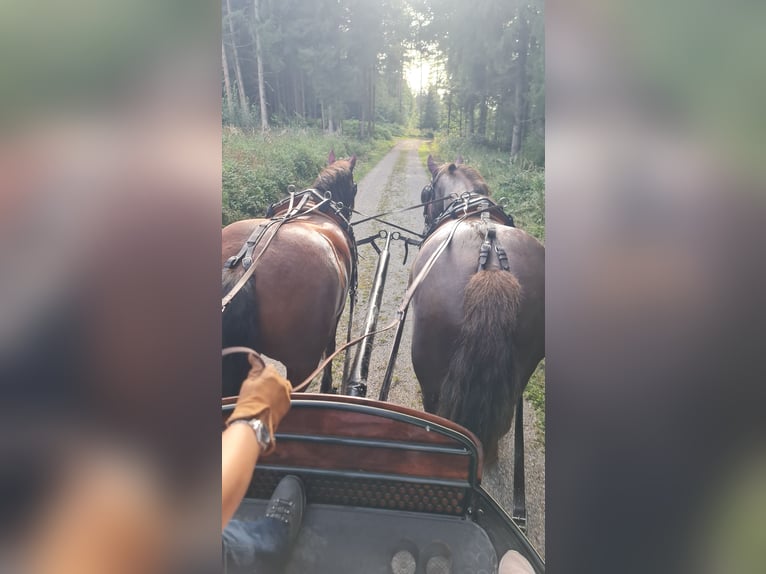 Franches-Montagnes Hongre 11 Ans 152 cm Bai in Aystetten