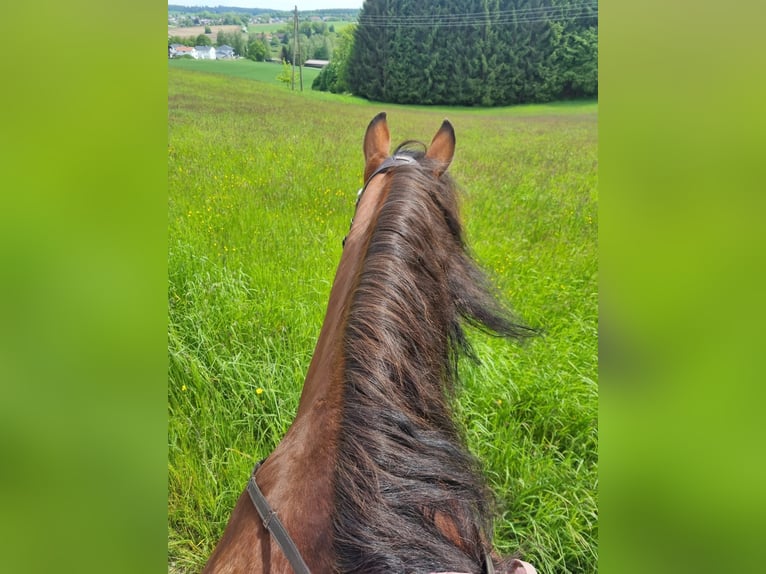 Franches-Montagnes Hongre 11 Ans 152 cm Bai in Aystetten