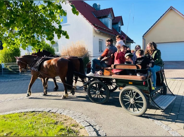 Franches-Montagnes Hongre 11 Ans 152 cm Bai in Aystetten