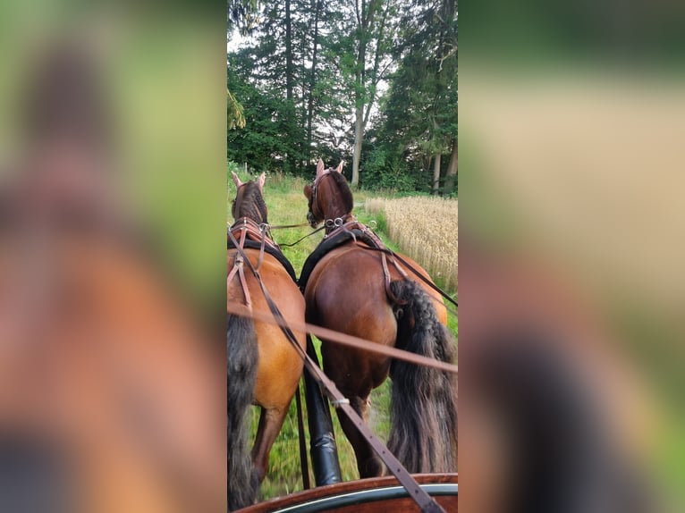 Franches-Montagnes Hongre 11 Ans 152 cm Bai in Aystetten