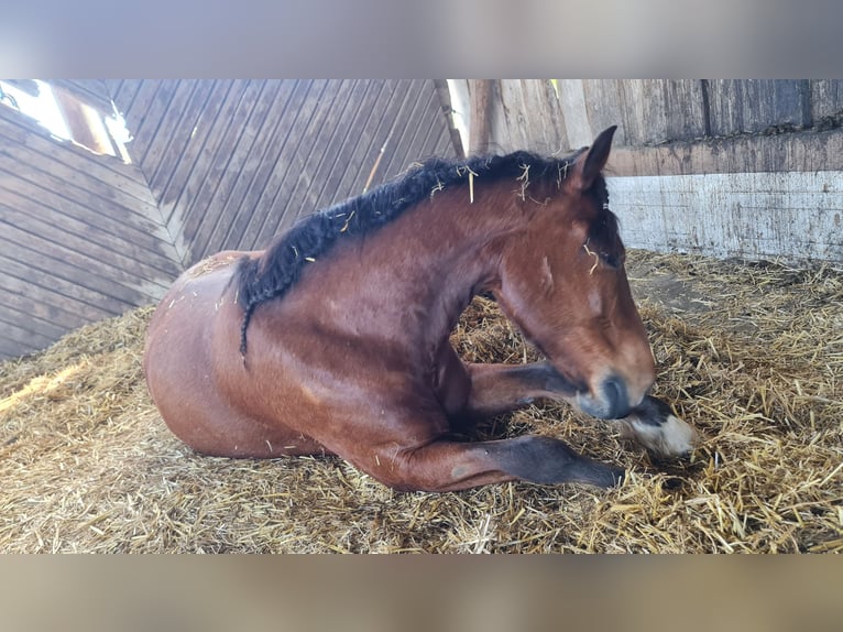 Franches-Montagnes Hongre 11 Ans 152 cm Bai in Biberbach