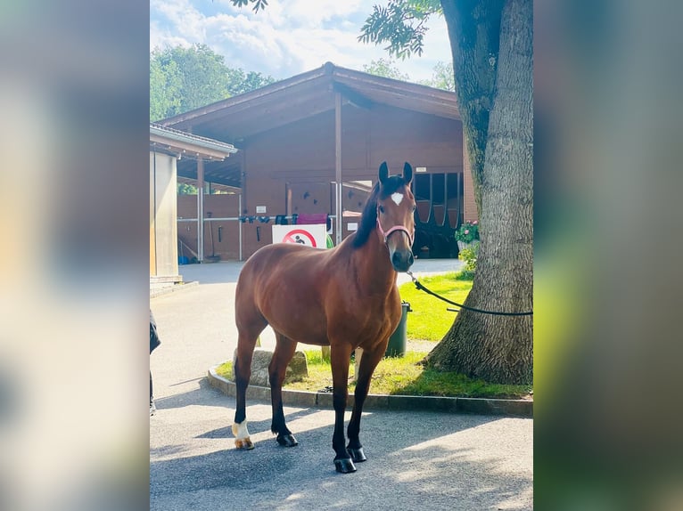 Franches-Montagnes Hongre 11 Ans 157 cm Bai in Dietikon