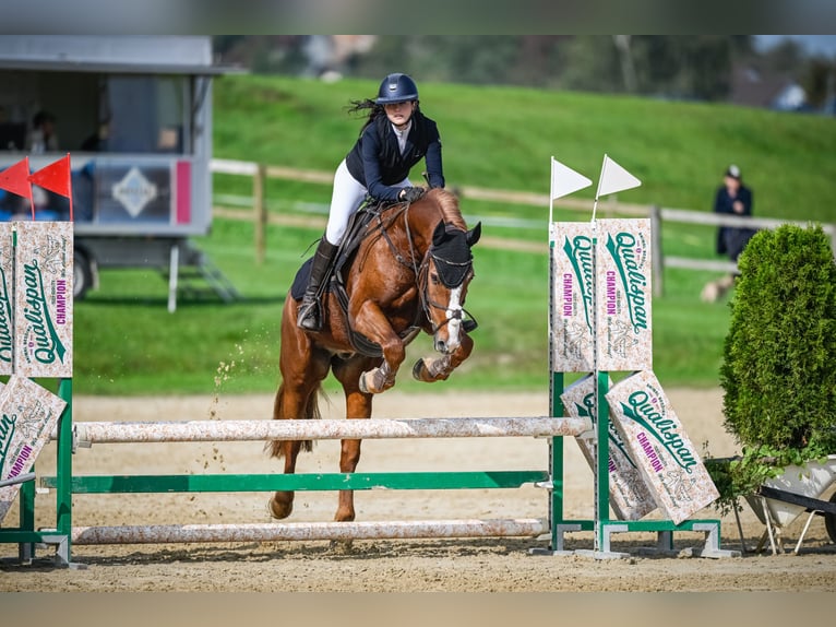Franches-Montagnes Hongre 11 Ans 160 cm Alezan in Sihlbrugg