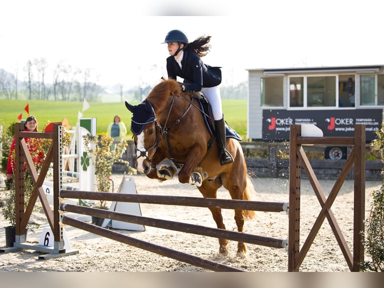 Franches-Montagnes Hongre 11 Ans 160 cm Alezan in Sihlbrugg