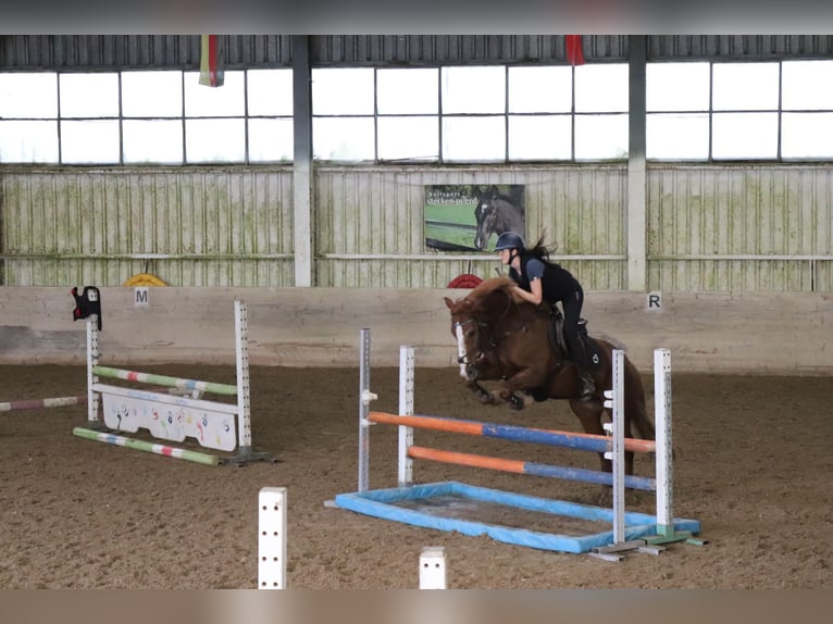 Franches-Montagnes Hongre 11 Ans 160 cm Alezan in Sihlbrugg