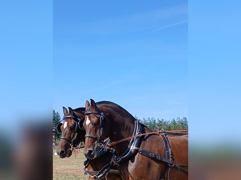 Franches-Montagnes Hongre 11 Ans 162 cm Bai brun foncé in st julien les rosiers