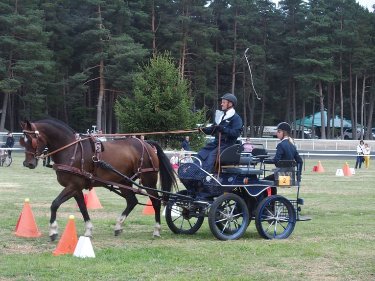 Franches-Montagnes Hongre 11 Ans 162 cm Bai brun foncé in st julien les rosiers