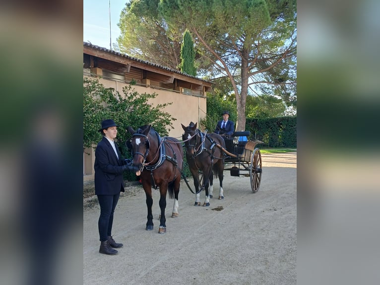 Franches-Montagnes Hongre 11 Ans 162 cm Bai brun foncé in st julien les rosiers