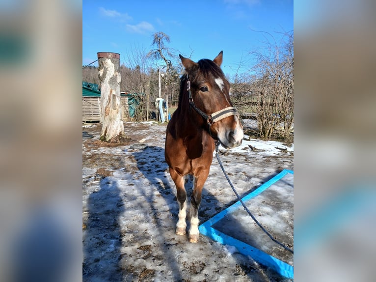 Franches-Montagnes Hongre 12 Ans 150 cm Bai in Schmiedrued