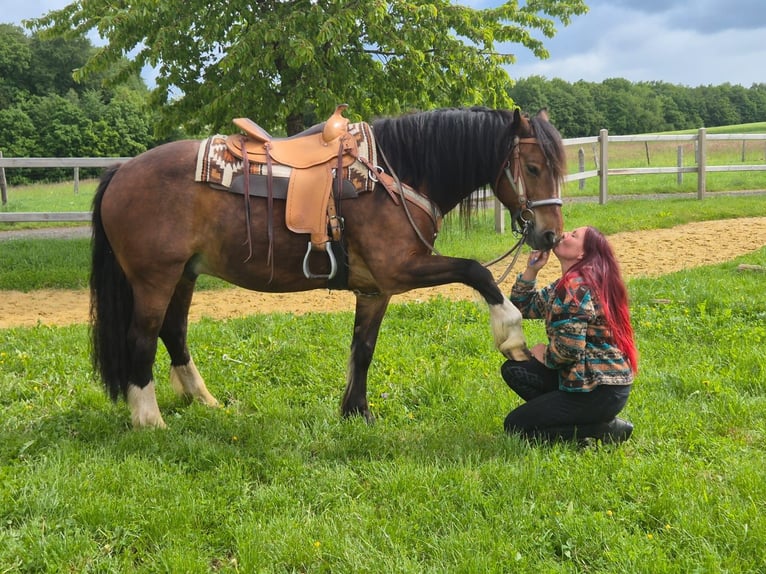 Franches-Montagnes Hongre 12 Ans 156 cm Bai in Linkenbach