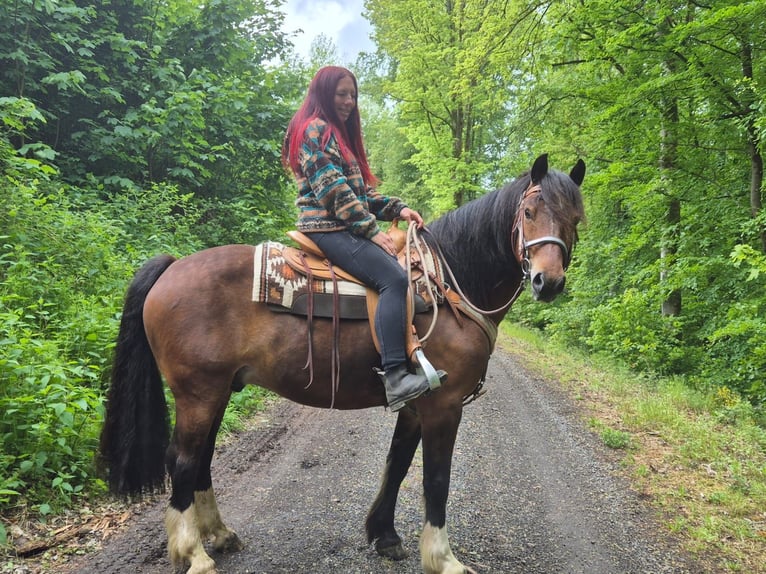 Franches-Montagnes Hongre 12 Ans 156 cm Bai in Linkenbach