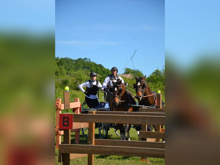 Franches-Montagnes Croisé Hongre 12 Ans 160 cm Bai brun foncé in St Julien les Rosiers