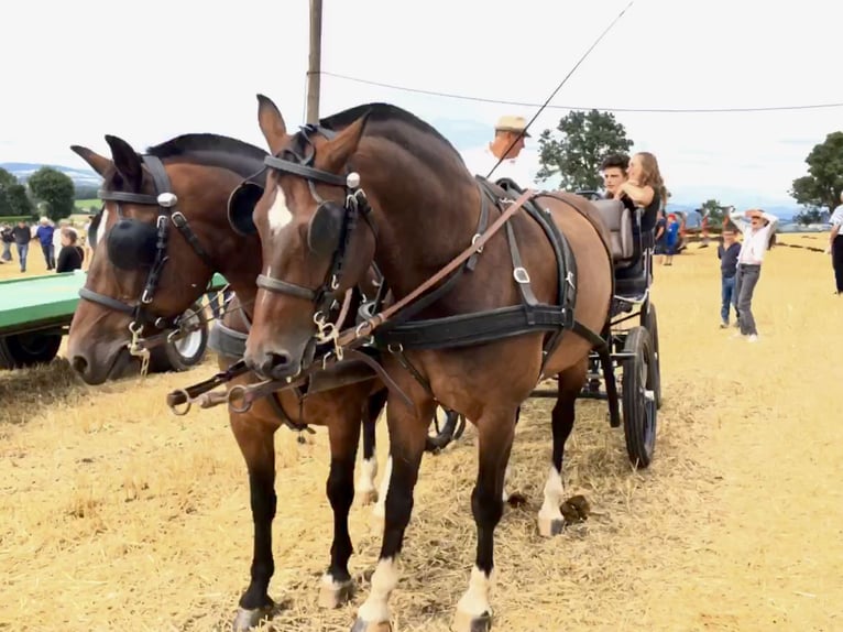 Franches-Montagnes Croisé Hongre 12 Ans 160 cm Bai brun foncé in St Julien les Rosiers