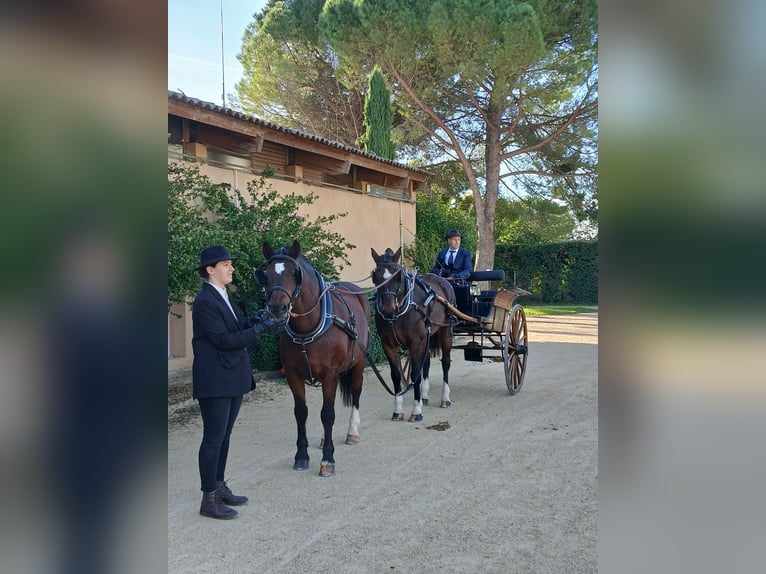 Franches-Montagnes Croisé Hongre 12 Ans 160 cm Bai brun foncé in St Julien les Rosiers