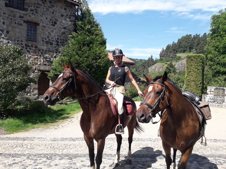 Franches-Montagnes Croisé Hongre 12 Ans 160 cm Bai brun foncé in St Julien les Rosiers