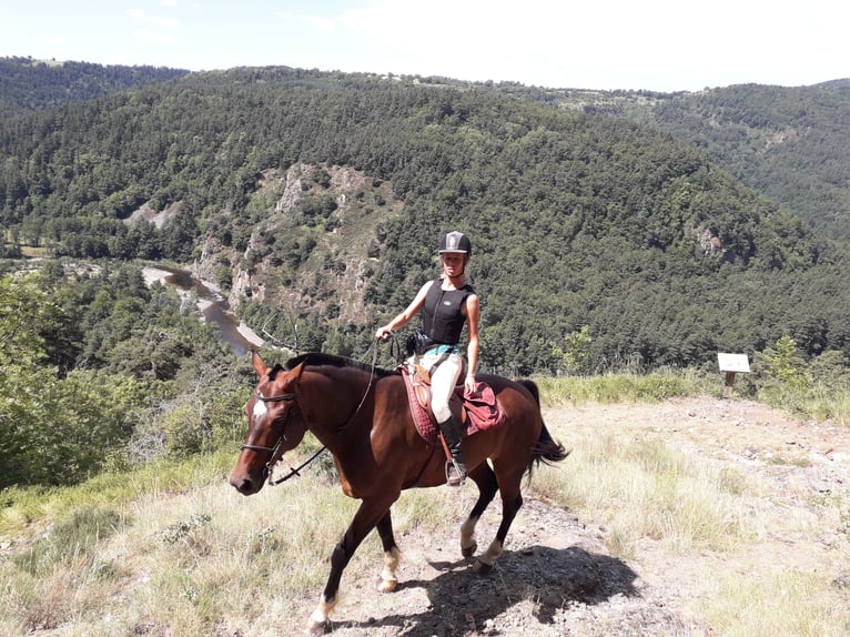 Franches-Montagnes Croisé Hongre 12 Ans 160 cm Bai brun foncé in St Julien les Rosiers