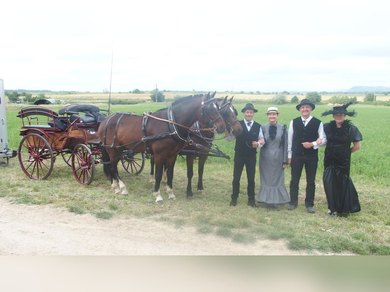 Franches-Montagnes Croisé Hongre 12 Ans 160 cm Bai brun foncé in St Julien les Rosiers