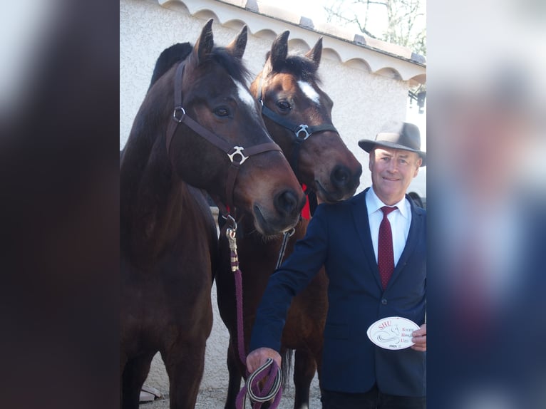 Franches-Montagnes Croisé Hongre 12 Ans 160 cm Bai brun foncé in St Julien les Rosiers