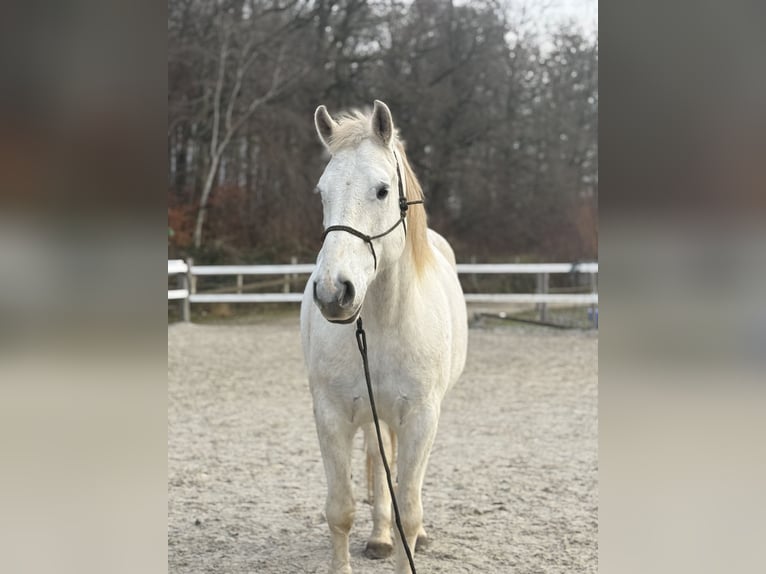 Franches-Montagnes Hongre 12 Ans 168 cm Gris in Lörrach