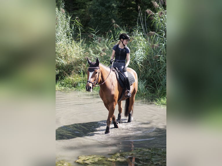 Franches-Montagnes Hongre 13 Ans 165 cm Bai in Berching