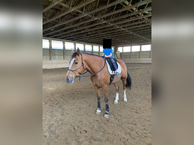 Franches-Montagnes Hongre 13 Ans 165 cm Bai in Berching