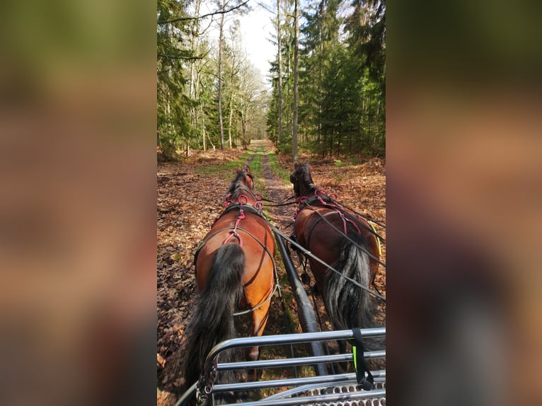 Franches-Montagnes Hongre 14 Ans 160 cm Bai brun in Cuxhaven